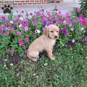 Snickerdoodle, Labradoodle Puppy
