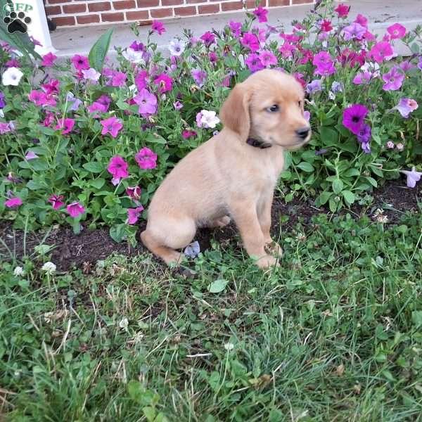 Snickerdoodle, Labradoodle Puppy