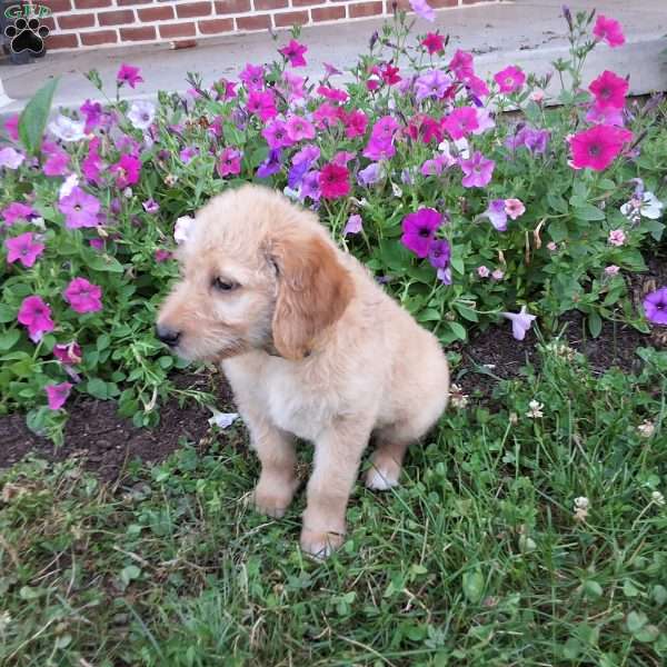 Biscut, Labradoodle Puppy