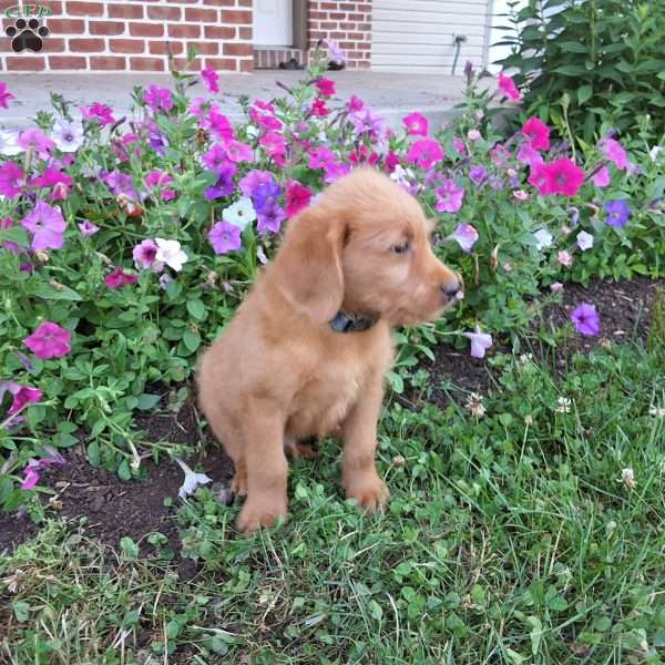 Carmel, Labradoodle Puppy