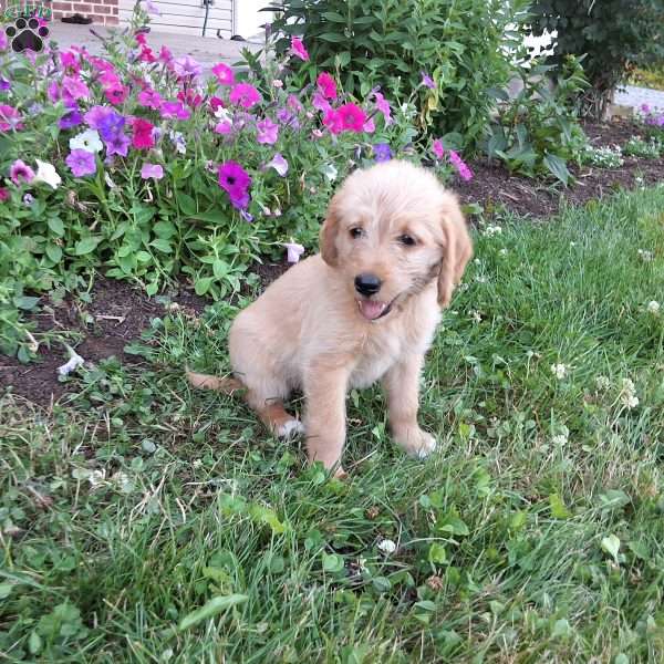 Skippy, Labradoodle Puppy