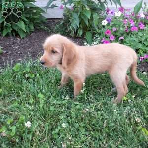 Pretzel, Labradoodle Puppy