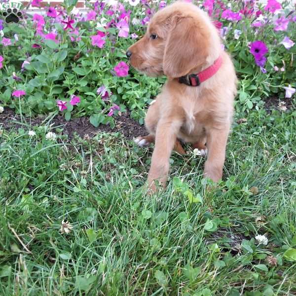 Pretzel, Labradoodle Puppy
