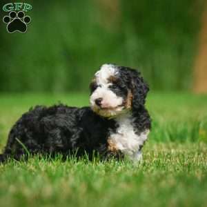 Ace F1B, Mini Bernedoodle Puppy