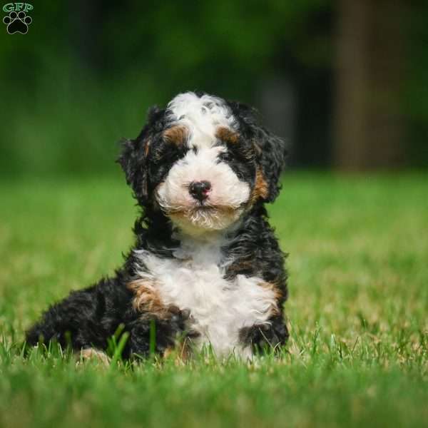 Ace F1B, Mini Bernedoodle Puppy