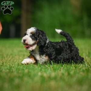 Ace F1B, Mini Bernedoodle Puppy