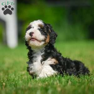 Ace F1B, Mini Bernedoodle Puppy