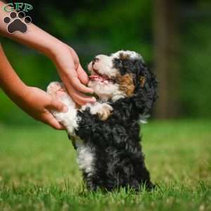Ace F1B, Mini Bernedoodle Puppy