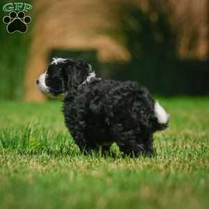 Gunner F1B, Mini Bernedoodle Puppy