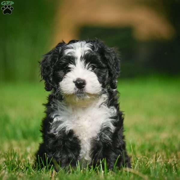 Gunner F1B, Mini Bernedoodle Puppy