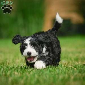 Gunner F1B, Mini Bernedoodle Puppy