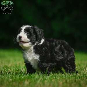 Gunner F1B, Mini Bernedoodle Puppy