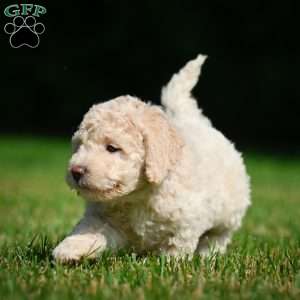 Oscar F1B, Mini Bernedoodle Puppy