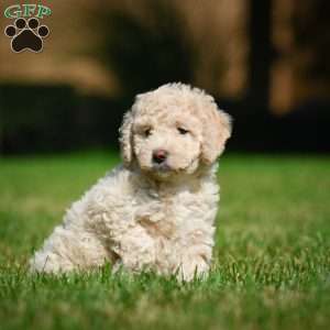 Oscar F1B, Mini Bernedoodle Puppy