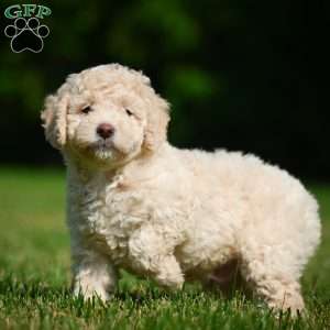 Oscar F1B, Mini Bernedoodle Puppy