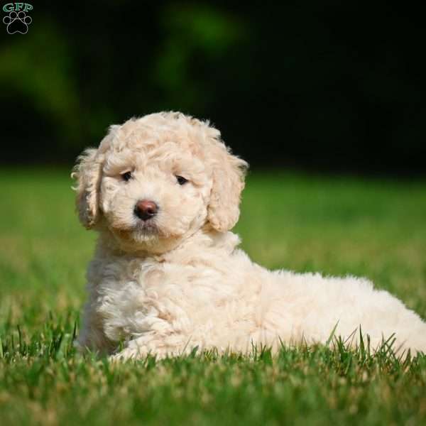 Oscar F1B, Mini Bernedoodle Puppy