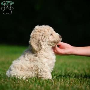 Oscar F1B, Mini Bernedoodle Puppy