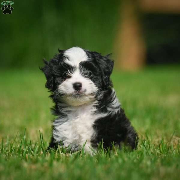 Sally F1B, Mini Bernedoodle Puppy