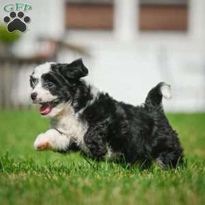 Sally F1B, Mini Bernedoodle Puppy