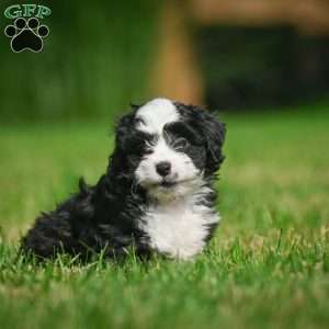 Sally F1B, Mini Bernedoodle Puppy