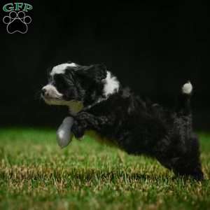 Sally F1B, Mini Bernedoodle Puppy
