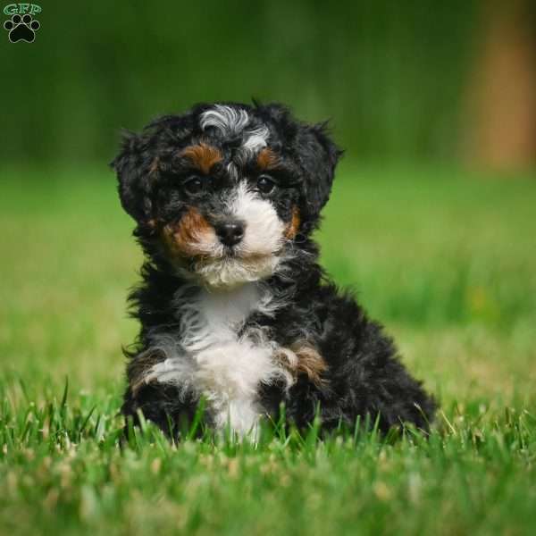 Bella F1B, Mini Bernedoodle Puppy