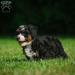 Bella F1B, Mini Bernedoodle Puppy