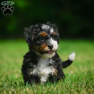 Bella F1B, Mini Bernedoodle Puppy