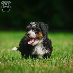 Bella F1B, Mini Bernedoodle Puppy