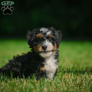 Bella F1B, Mini Bernedoodle Puppy