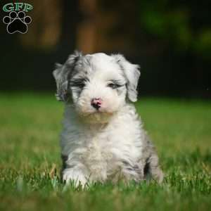 Remi F1B, Mini Bernedoodle Puppy