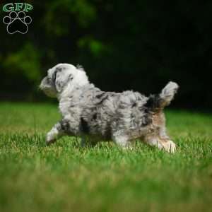 Remi F1B, Mini Bernedoodle Puppy