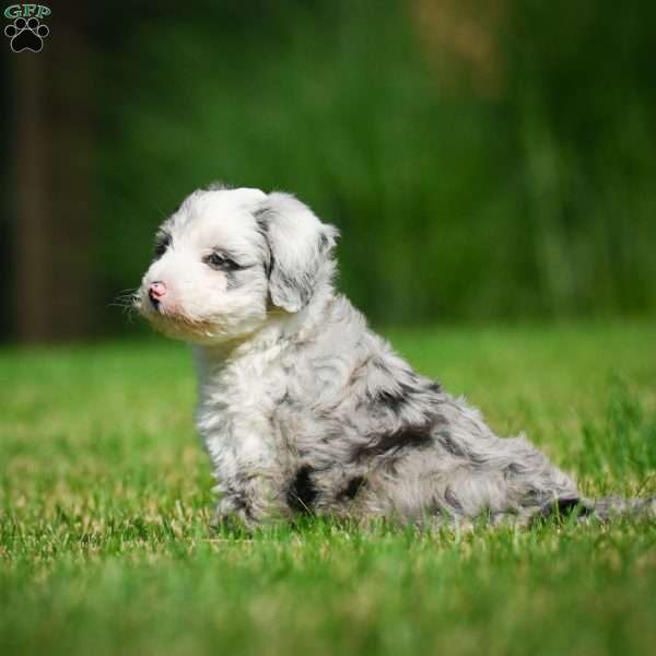 Remi F1B, Mini Bernedoodle Puppy