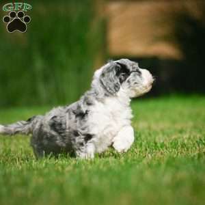 Remi F1B, Mini Bernedoodle Puppy