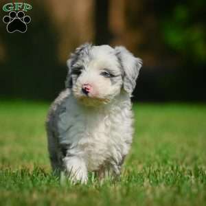 Remi F1B, Mini Bernedoodle Puppy