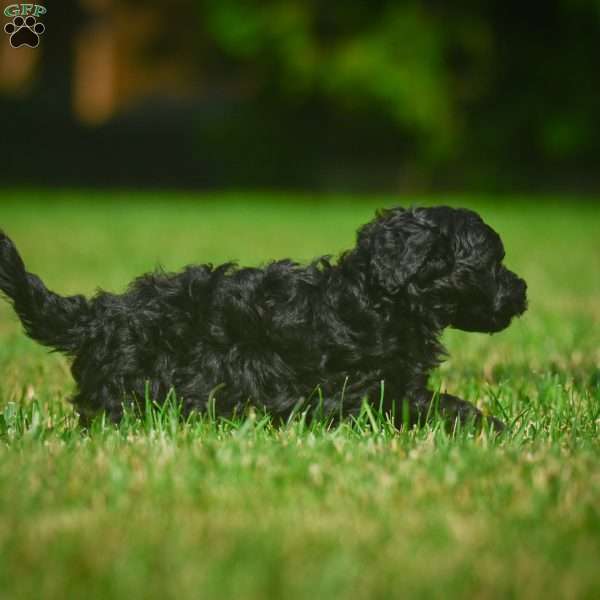 Lilly F1B, Mini Bernedoodle Puppy