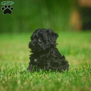 Lilly F1B, Mini Bernedoodle Puppy