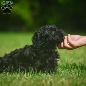 Lilly F1B, Mini Bernedoodle Puppy
