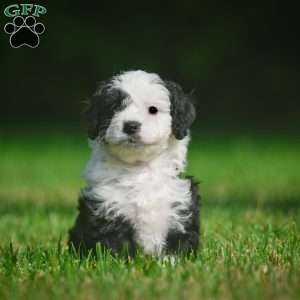 Mia F1B, Mini Bernedoodle Puppy