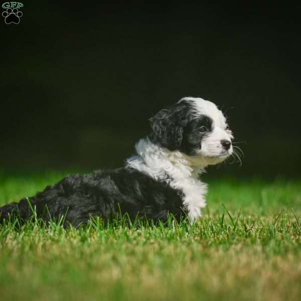 Mia F1B, Mini Bernedoodle Puppy