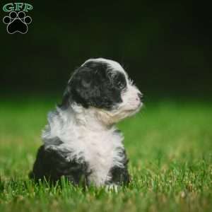 Mia F1B, Mini Bernedoodle Puppy