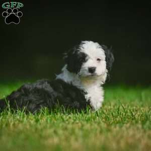 Mia F1B, Mini Bernedoodle Puppy