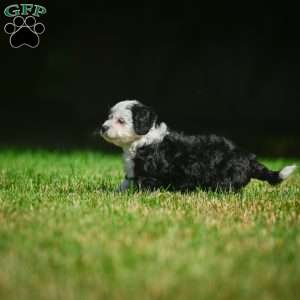 Mia F1B, Mini Bernedoodle Puppy