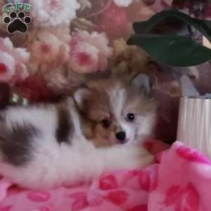Whitey, Pomeranian Puppy