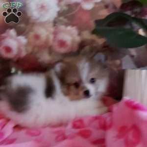 Whitey, Pomeranian Puppy