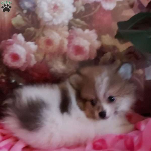 Whitey, Pomeranian Puppy