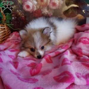 Whitey, Pomeranian Puppy