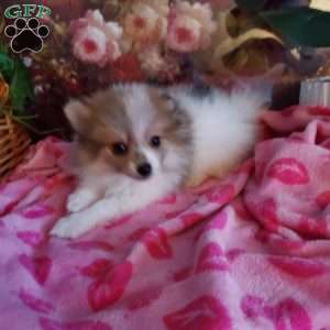 Whitey, Pomeranian Puppy
