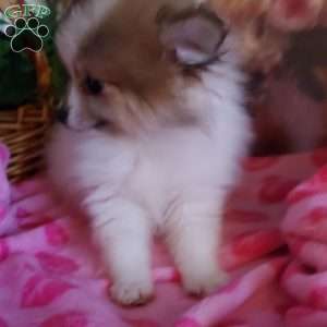 Whitey, Pomeranian Puppy