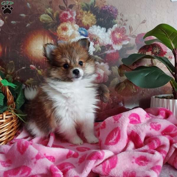 Ginger, Pomeranian Puppy